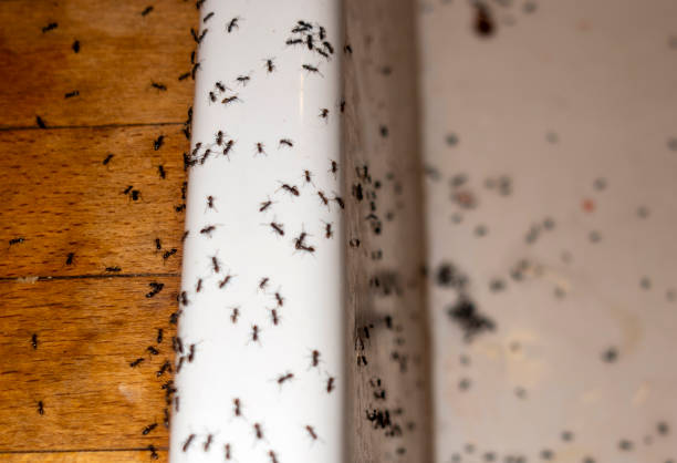 Best Ant Control Services  in Herricks, NY
