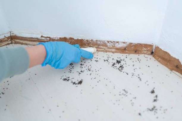 Best Best Pest Control Companies  in Herricks, NY